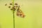 Zilveren maan; Small Pearl-bordered Fritillary; Boloria selene