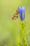 Zilveren maan; Small Pearl-bordered Fritillary; Boloria selene