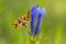 Zilveren maan; Small Pearl-bordered Fritillary; Boloria selene