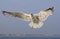 Zilvermeeuw, Herring Gull, Larus argentatus