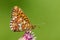 Zilvervlek, Pearl-bordered Fritillary, Boloria euphrosyne