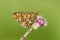 Zilvervlek, Pearl-bordered Fritillary, Boloria euphrosyne