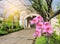 Zimbabwe creeper, Red Trumpet Vine, Pink flowers blooming in the garden