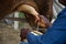 Zimbabwean worker hand-milking a cow