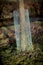 Zinc fence around a young tree protection of the bark from deer and hare