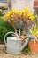 Zinc watering can