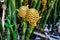 Zingiber Ornamental ginger flower from the Royal Botanical Garden, Sydney New South Wales Australia.
