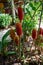 Zingiber spectabile Griff, ginger flower in garden. Orosi, Costa Rica plant