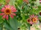 Zinia anggun is a beautiful flower in the garden