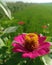 Zinia anggun flower and green leaves