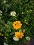 Zinia Elegans colorful flowers in the park