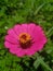 Zinia flowers are very beautiful pink