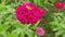 Zinia graceful is a colorful annual flowering plant