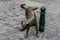 Zinneke Pis, Het Zinneke,Brown sculpture of a dog pissing on a pole on the streets of Brussels, Belgium, Europe