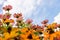 Zinnia angustifolia flowers