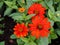 Zinnia angustifolia or Zinnia,Blossoming flowers.