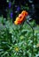 Zinnia bicolor flower blooming and wild bee fly to pollen it, green soft grass background