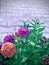 Zinnia,blooming,outdoor,,Blur image,selected focus,flora , flower