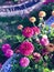 Zinnia,blooming,outdoor,,Blur image,selected focus,flora , flower