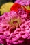 Zinnia bouquet of different colors closeup