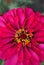 Zinnia bright pink flower blooming, flower pistil close up detail, top view, blurry background