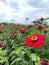 ZINNIA ELEGANS