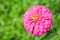 Zinnia elegans