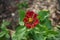 Zinnia elegans is an annual flowering plant of the genus Zinnia. Berlin, Germany