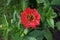 Zinnia elegans is an annual flowering plant of the genus Zinnia. Berlin, Germany