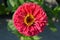 Zinnia elegans flower