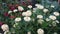 Zinnia elegans flower bed in the garden