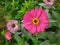 Zinnia elegans flower ornamental plant that has bloomed