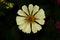 Zinnia elegans flowers bloom in the garden