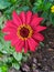 Zinnia elegans L beautifull flower , soil background