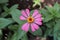 Zinnia elegans is one of the most widely known plants of the genus Zinnia