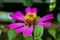 Zinnia elegans is one of the most widely known plants of the genus Zinnia