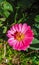 Zinnia elegans plant grows very lush with pink flowers