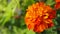 Zinnia Elegans Pop Art Golden Red flower.Bicolor flowers