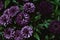 Zinnia elegans, violacea blooming purple flowers as noisy dark vintage botanical floral wallpaper backdrop background pattern