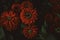 Zinnia elegans, violacea blooming red flowers as dark noisy vintage botanical floral wallpaper backdrop background pattern