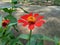Zinnia elegans youth and age, common zinnia, elegant zinnia flower with natural background