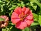 Zinnia elegans youth and age, common zinnia, elegant zinnia flower with natural background