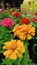 Zinnia field