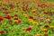 Zinnia field at Alto Pass, IL