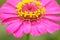 Zinnia flower