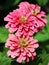 Zinnia Flower, African daisy - Zinnia violacea