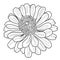 Zinnia flower coloring page