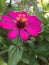 zinnia flower is excellent flower