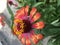 zinnia flower is excellent flower