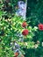 Zinnia,flower,green leaf,selected focus,blur image,flora, bloom, ,colorful